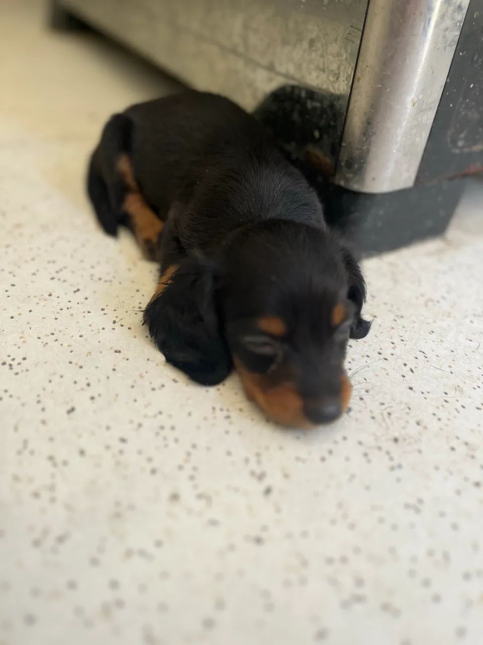 Dachshund pelo longo  - Foto 2