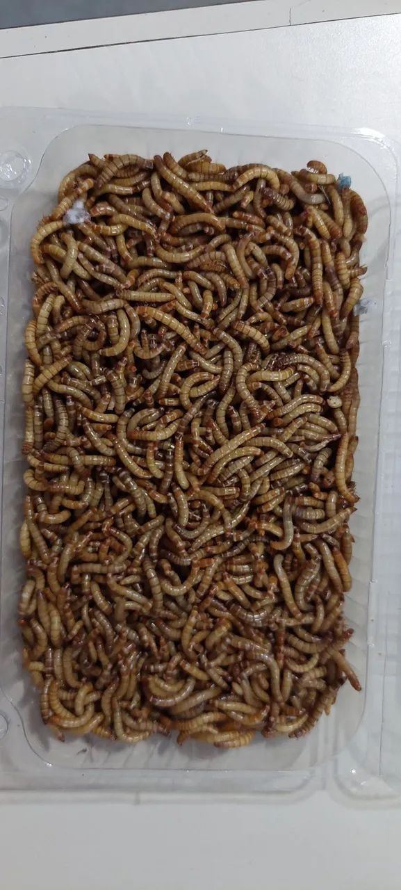 Tenébrio Molitor  - Foto 2