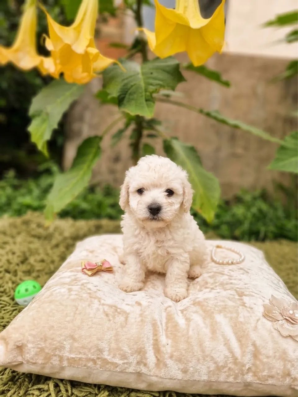 Poodle  - Foto 3