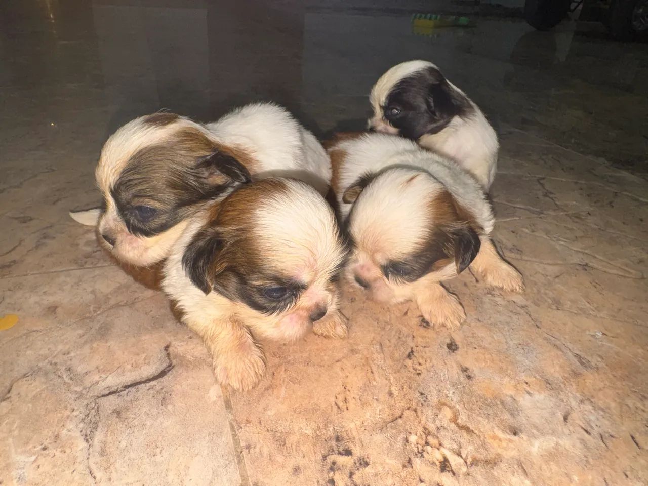 Shih tzu  - Foto 2