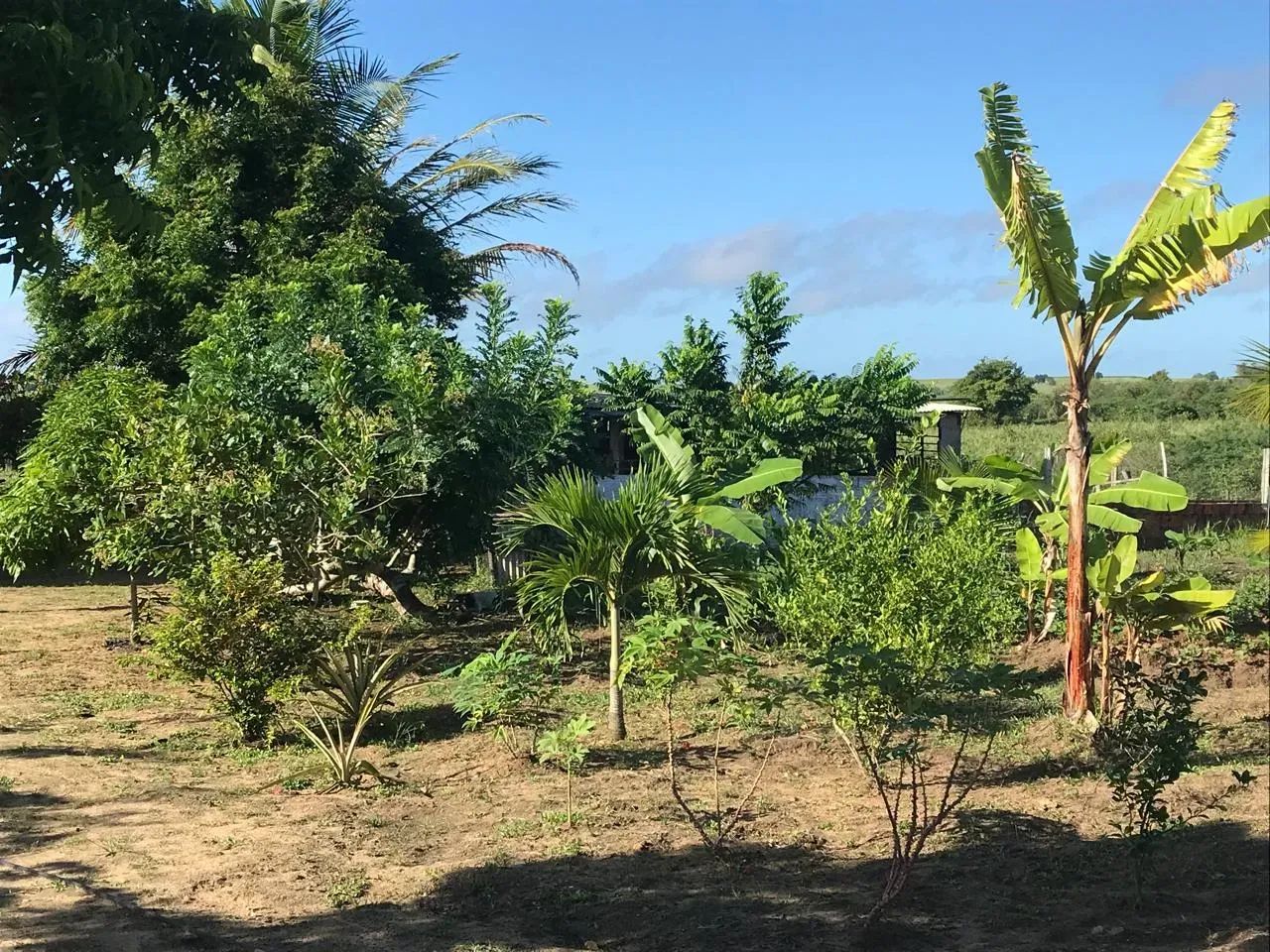 granja em comum município de Monte Alegre bem estruturada - Foto 3
