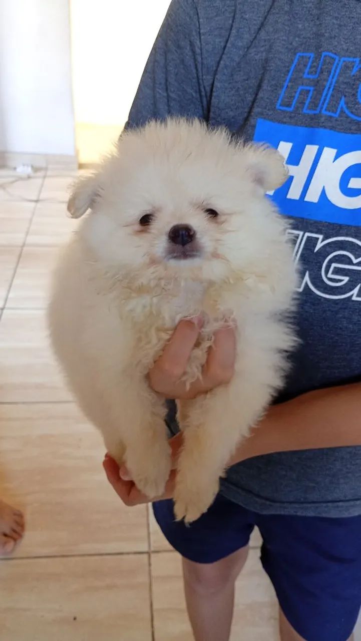 Spitz alemão  - Foto 2