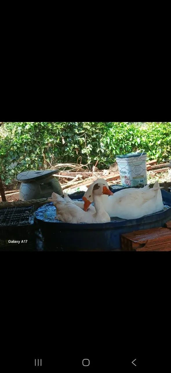 CASAL  DE GANSO CHINÊS BRANCO - Foto 2