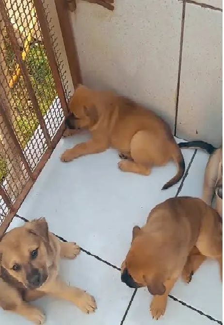labrador x pastor 