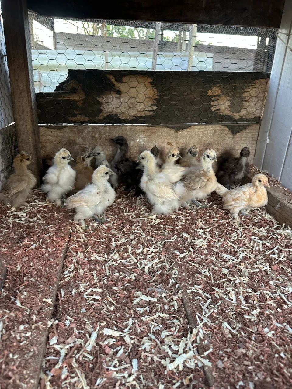 Franguinhos de galinha sedosa  - Foto 2
