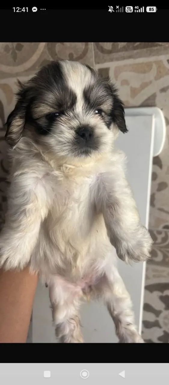 Fêmea shihtzu 