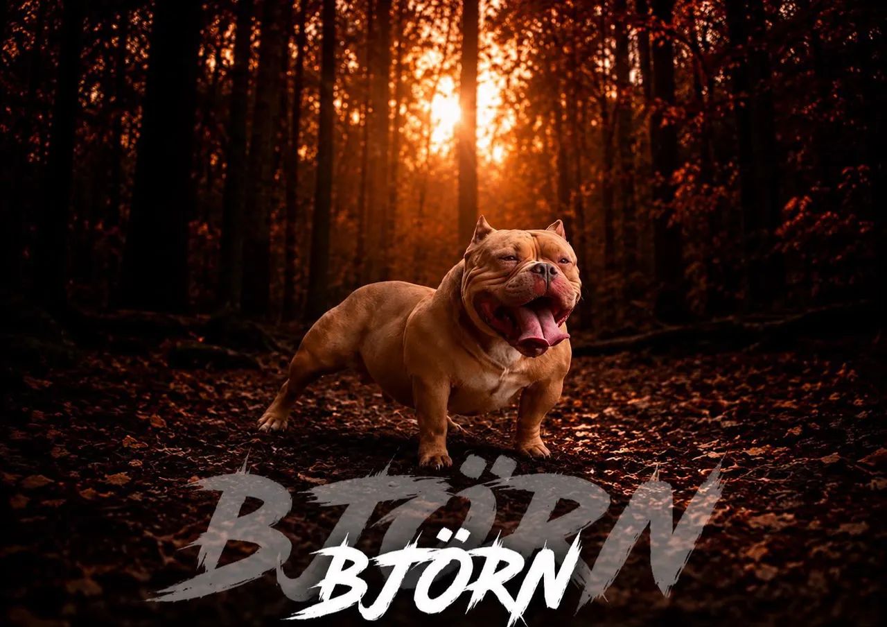 American bully MICRO  - Foto 5