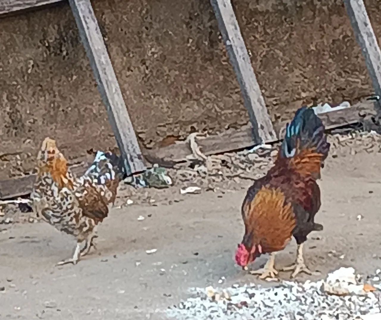 Garnizé perna curta 