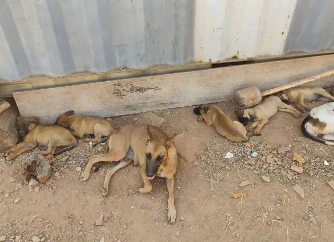 FILHOTES PASTOR MALINOIS - Foto 4