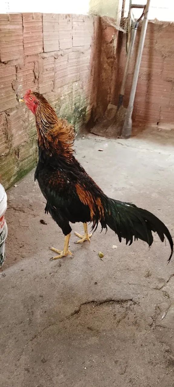 Frango 5 - Foto 5
