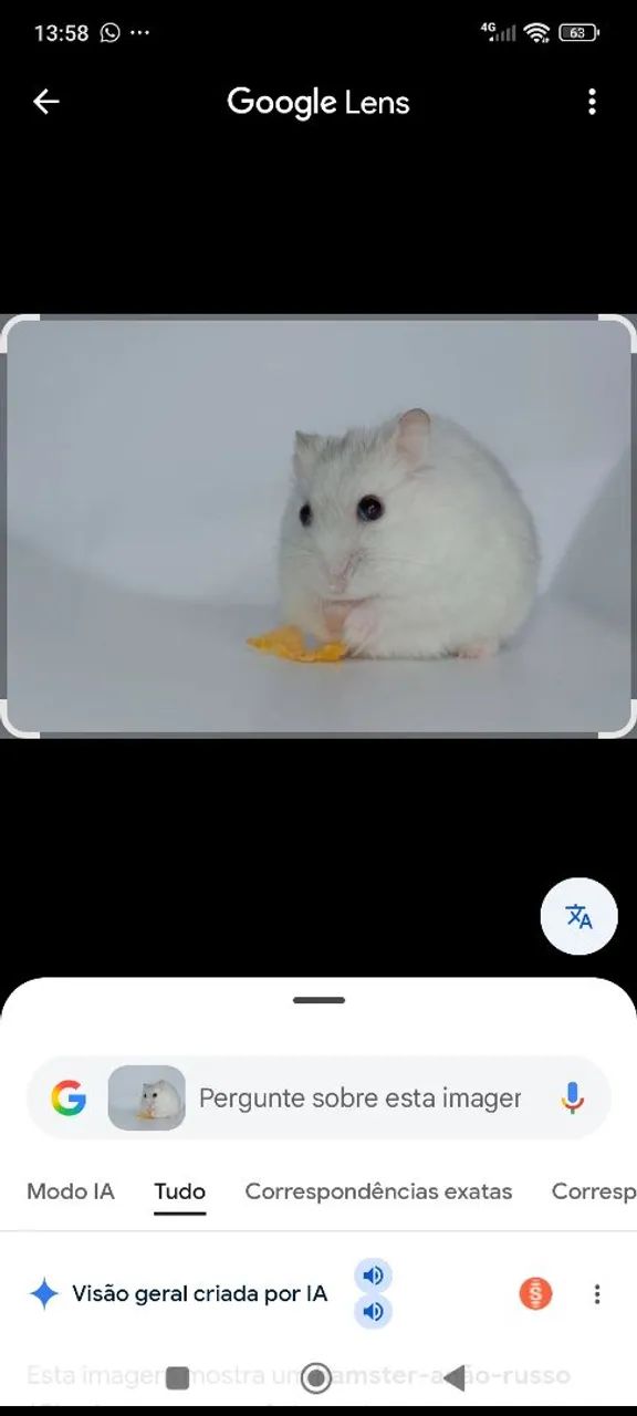 Hamster branco 