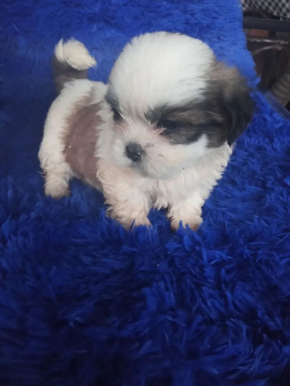 Shih Tzu  - Foto 2