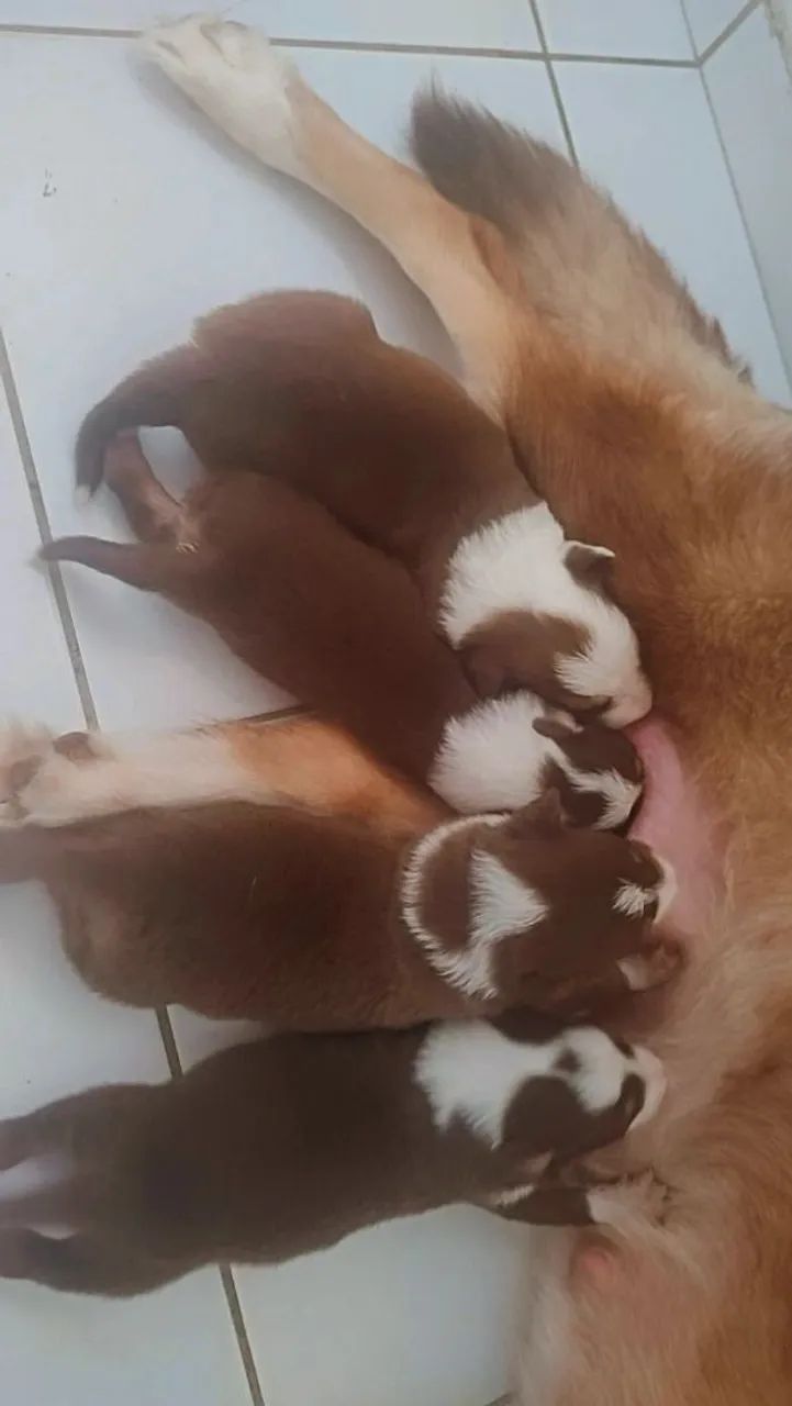 Vende-se filhotes de Border colle 