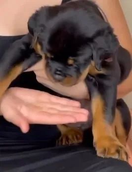 ROTTWEILER - MACHOS E FÊMEAS - Foto 3