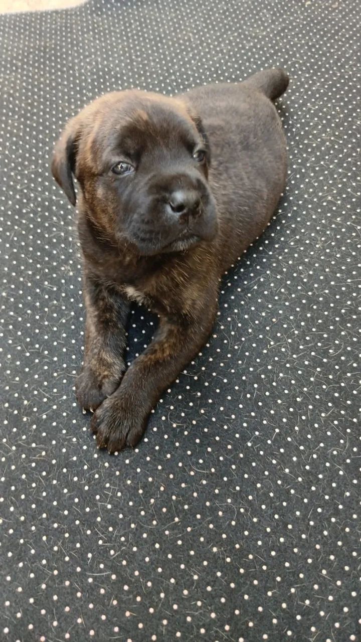 Cane Corso Pedigree SOBRACI - Foto 2