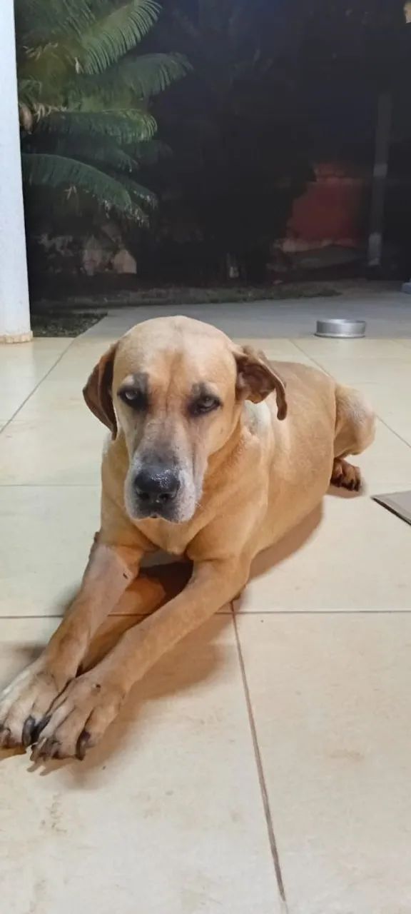 Adoção Responsável  - Foto 2