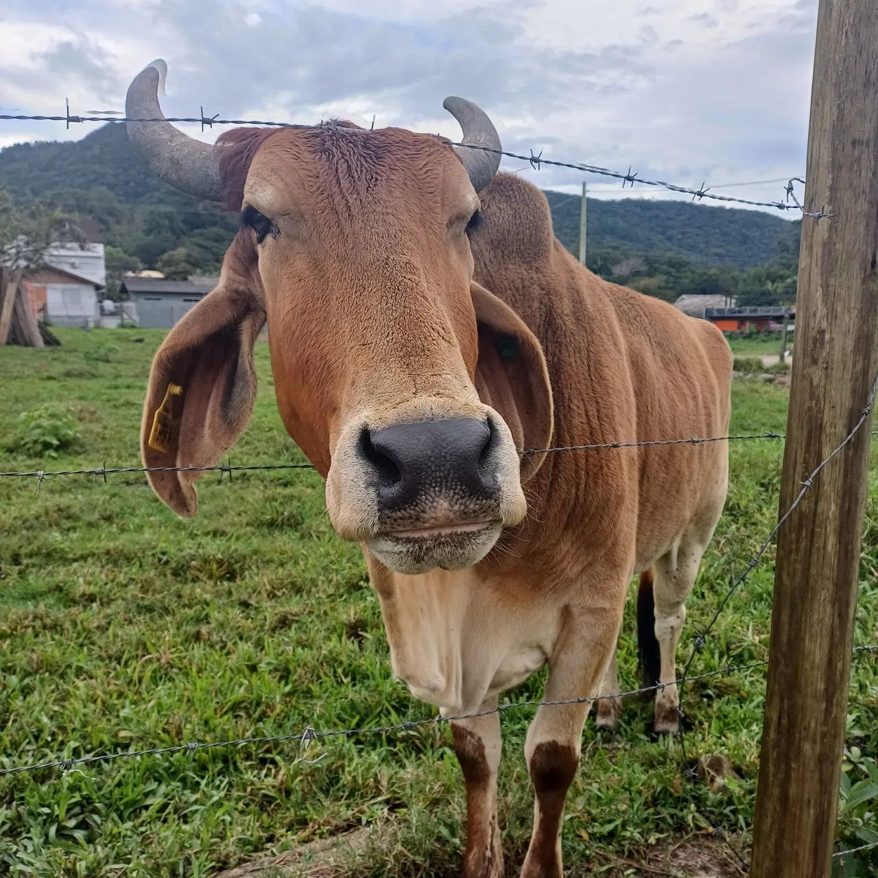 Vaca