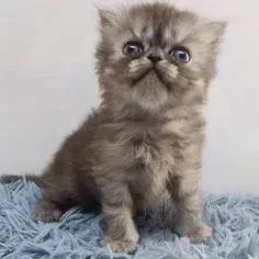 Gato Persa Chocolate