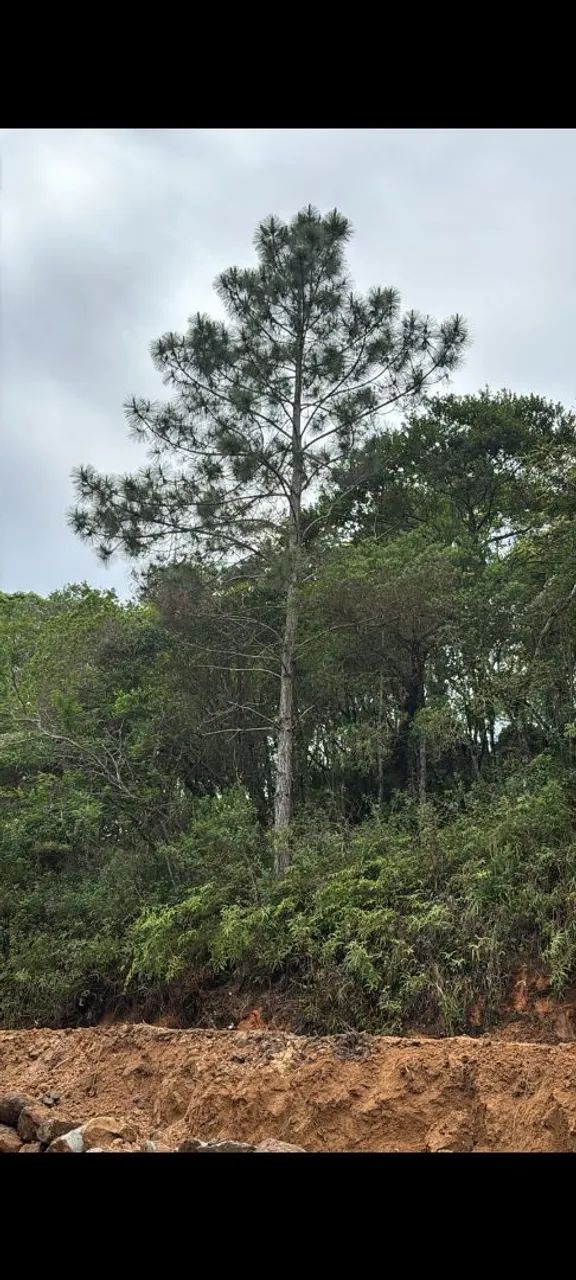 Corte e poda de árvores palmeiras  - Foto 2