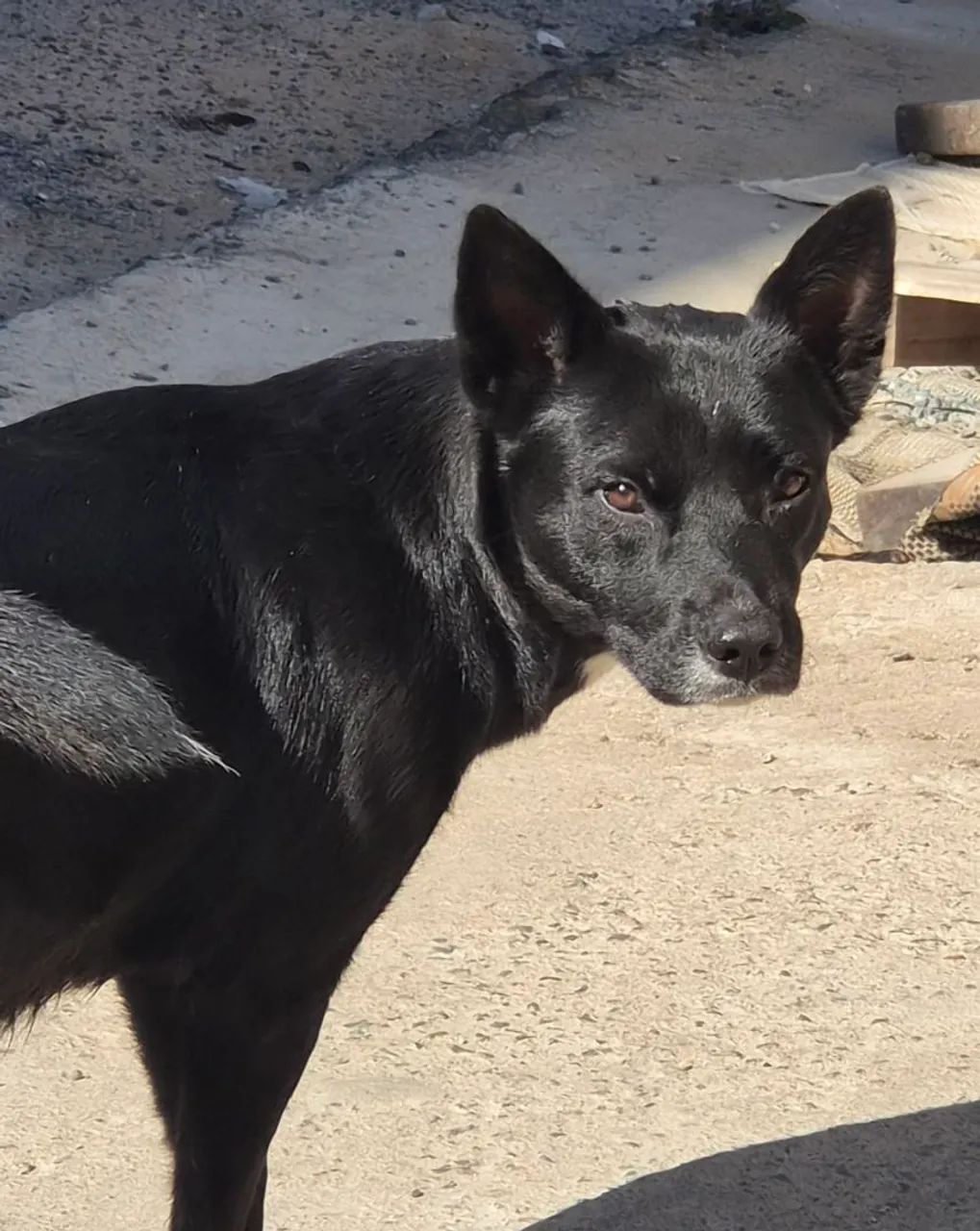 Adota cachorra - Foto 2