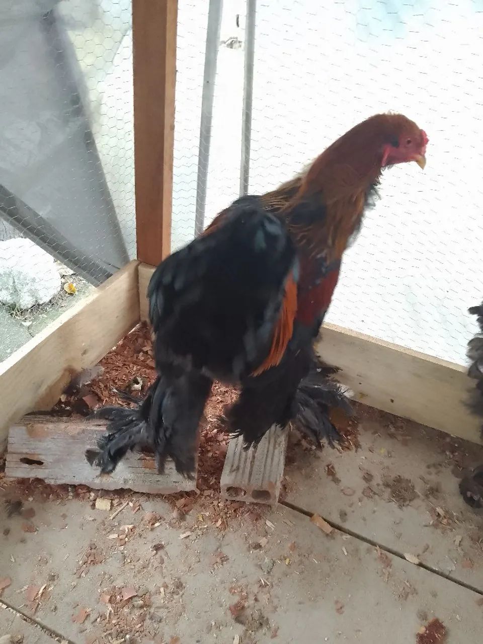 VENDE SE FRANGO.BRAMHA PERDIZ - Foto 5