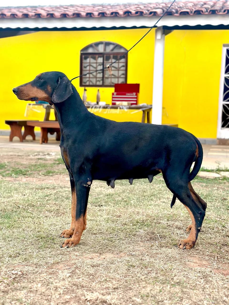 Filhotes de Doberman Americano  - Foto 5