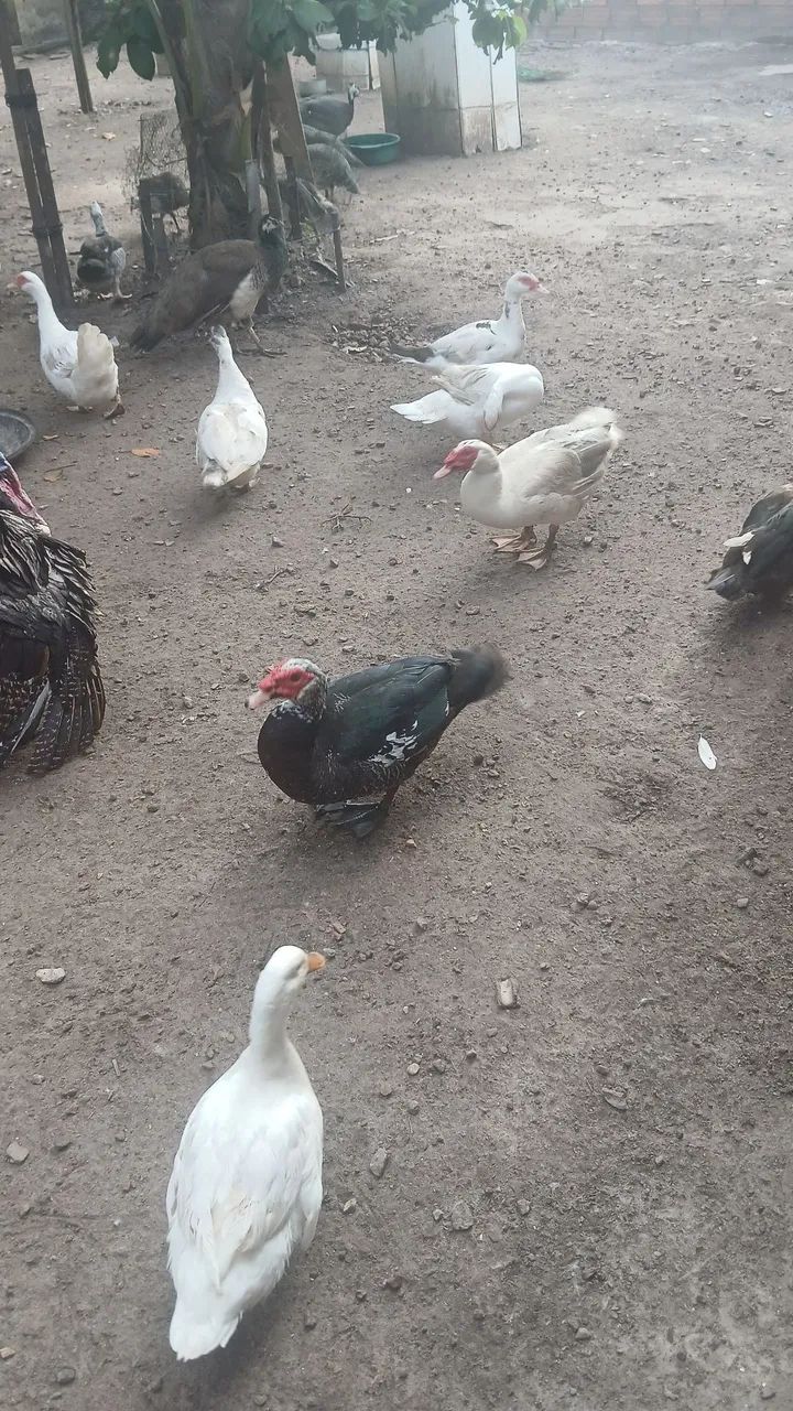 Patos promoção para o círio  - Foto 2