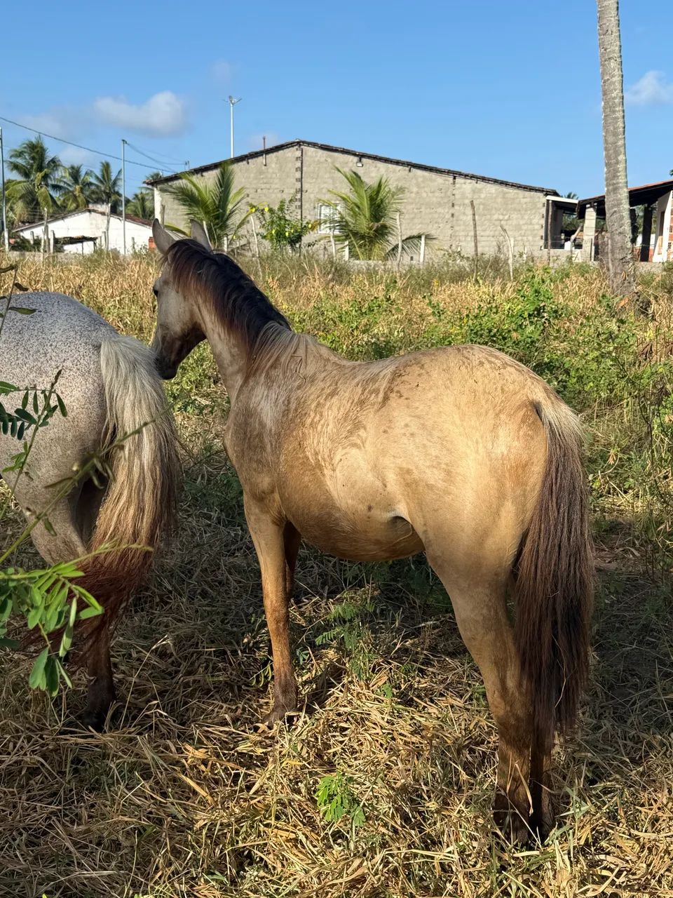 Potrinha de 1 ano  - Foto 2