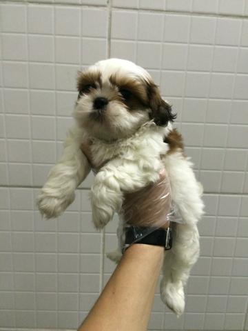 Shih Tzu à pronta entrega e garantias de vida em contrato e excelente procedência! - Foto 2