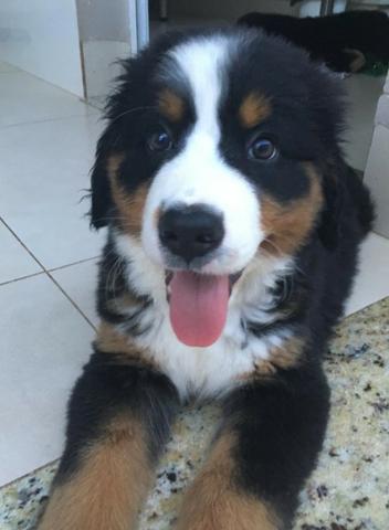 Filhotes de Bernese Mountain Dog (Fêmeas) - Foto 2