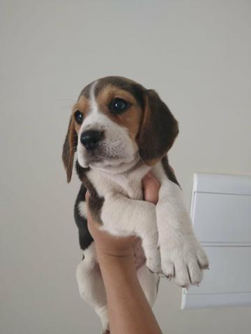 Beagle com procedência e garantias em contrato