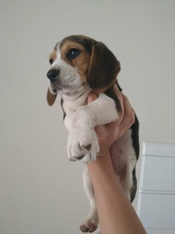 Beagle com procedência e garantias em contrato - Foto 3
