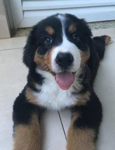 Filhotes de Bernese Mountain Dog (Fêmeas) - Foto 4