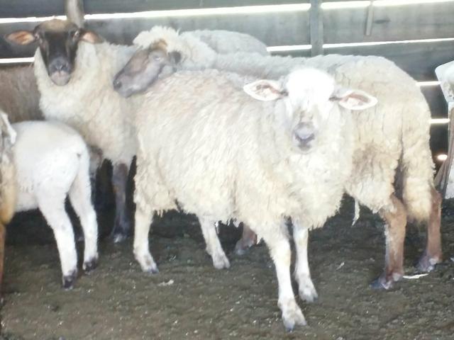 Vendo carneiro - Foto 2
