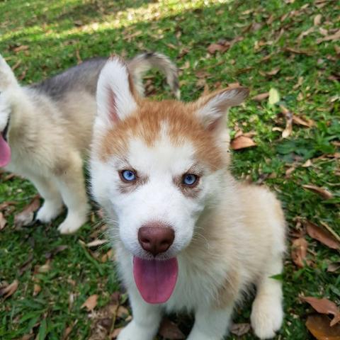 !!!!Lindíssimos Filhotes de Husky !!!! - Foto 5
