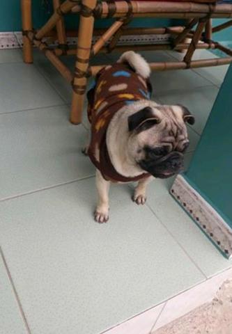 Pug para cruzar com Pedigree (Gravataí/Cachoeirinha e etc.) - Foto 2