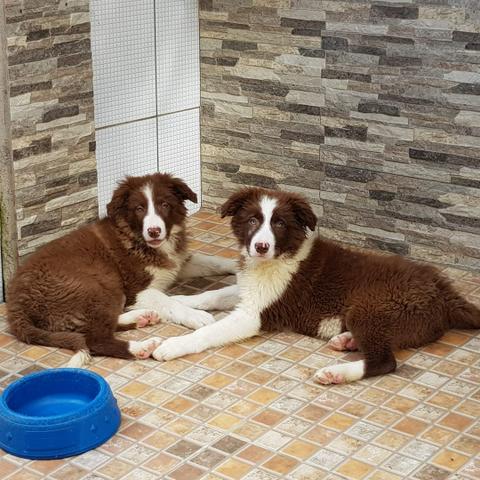 Lindos Filhotes de Border Collie - Foto 2