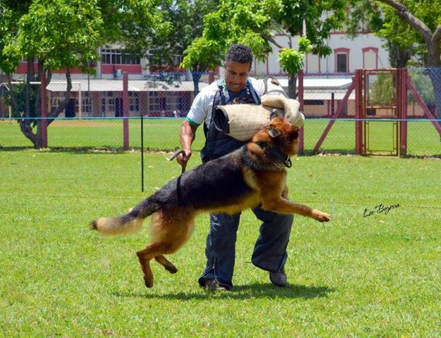 Filhote Pastor Alemão | Macho (Reserva Antecipada) - Foto 3