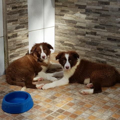 Lindos Filhotes de Border Collie - Foto 3