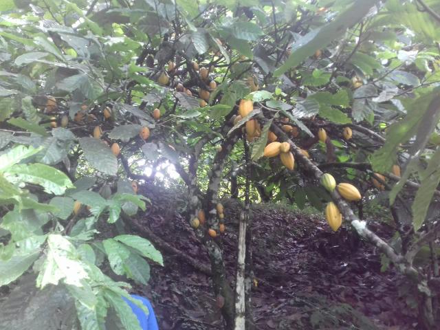 Fazenda Marau/Ubaitaba - Foto 2