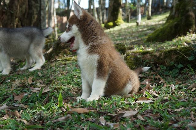 Lindo Filhote de Husky Siberiano - Foto 2