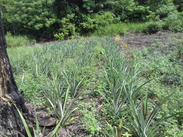 Fazenda Marau/Ubaitaba - Foto 5