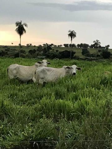 Fazenda em Itamaraju. 5 mil hectares - Foto 3