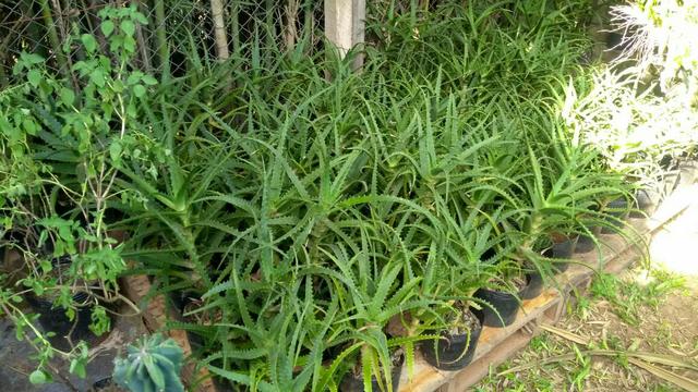 Mudas de Babosa Aloe Vera