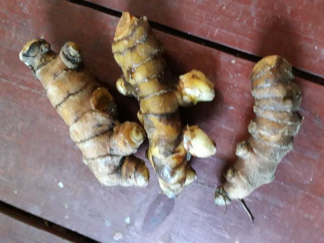 Açafrão curcuma