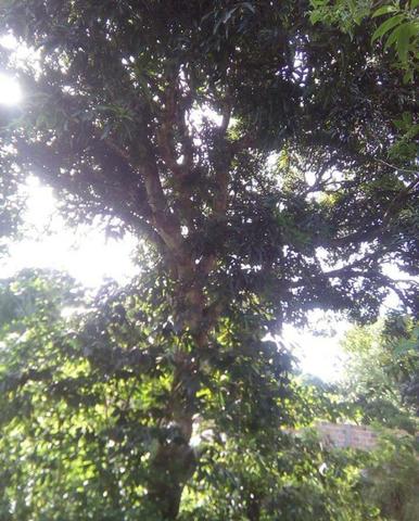 Terreno/