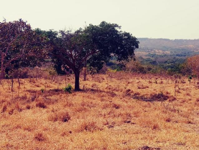 Fazenda de 51 alqueires para pecuária na região de Ipameri GO - Foto 4