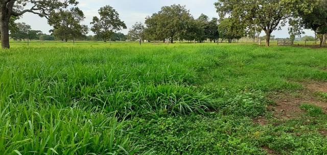 Fazenda - Foto 3