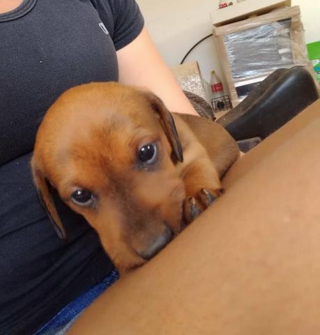 Filhotes de Basset dachshund - Foto 5