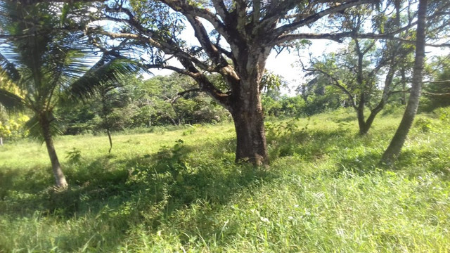 Sítio no Pará,20 hectares com pasto, curral, casa ,igarape por 250 mil reais - Foto 17